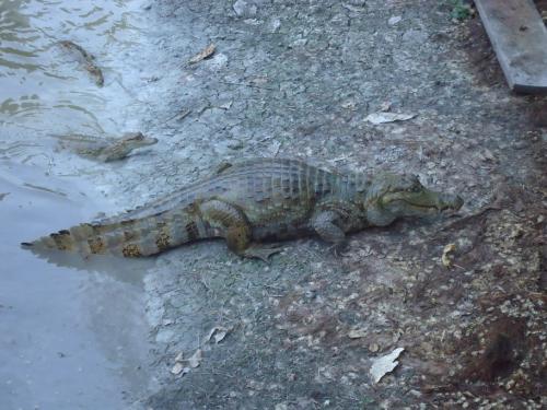 Caiman - Amazonie péruvienne circuit nature