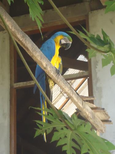 Perroquet - Amazonie péruvienne circuit nature