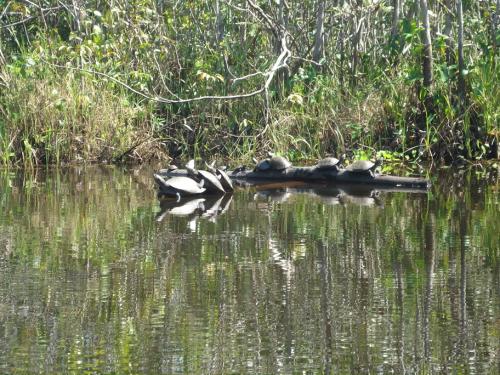 Tortues lac Sandoval - Amazonie péruvienne circuit nature