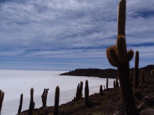 Cactus géants Salar de Uyuni - Circuit combiné Pérou Bolivie logistique experte Terres Péruviennes
