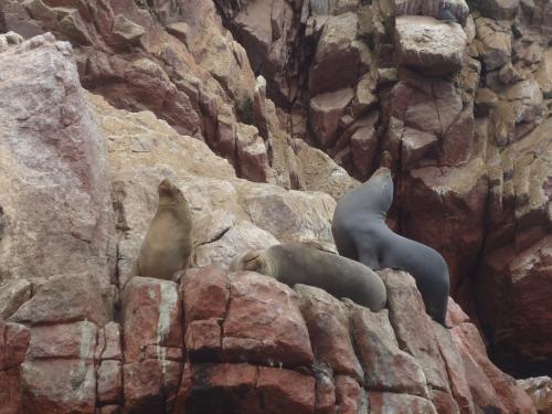Îles Ballestas - Paracas - Côte Pacifique Pérou