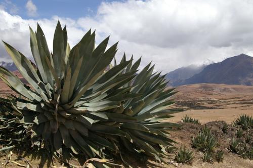 Aloe - Secteur Maras Morai - Vallée Sacrée patrimoine inca