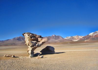 Arbre de pierre - Sud Lipez - Circuit combiné Pérou Bolivie logistique experte Terres Péruviennes