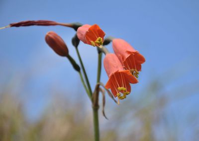 Fleur - Chachapoyas