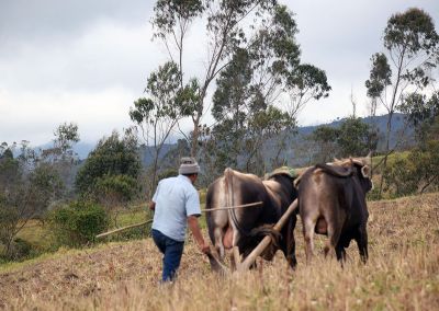 Agriculture - Chachapoyas