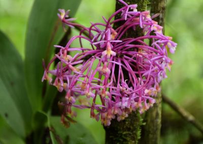 Fleur Wiñaywayna trek Chemin de l'inca - Treks Pérou cordillère des Andes