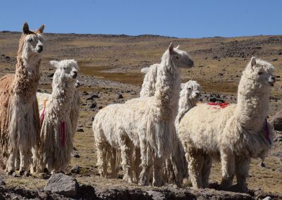 Alpagas - Canyon de Colca Arequipa Terres Péruviennes