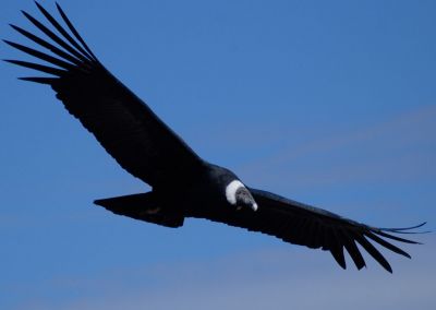 Vol condor - Canyon de Colca Arequipa Terres Péruviennes