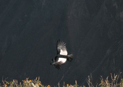 Croix du condor - Canyon de Colca Arequipa Terres Péruviennes