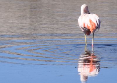 Flamant rose - Canyon de Colca Arequipa Terres Péruviennes