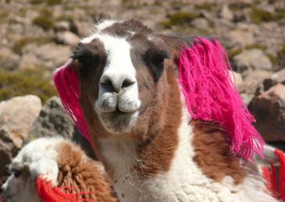 Portrait lama - Canyon de Colca Arequipa Terres Péruviennes