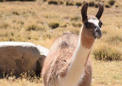 Lama - Canyon de Colca Arequipa Terres Péruviennes