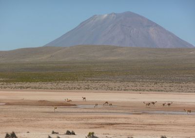 Volcán Misti Pampa Cañahuas - Canyon de Colca Arequipa Terres Péruviennes