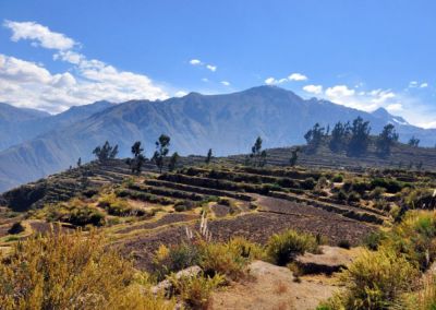 Terrasses andines - Canyon de Colca Arequipa Terres Péruviennes