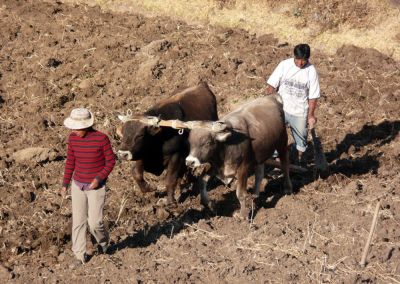 Agriculture - Canyon de Colca Arequipa Terres Péruviennes