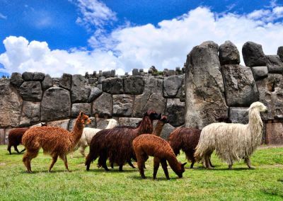 Alpagas Sacsayhuaman - Circuit andin architecture coloniale, pierres Incas Terres Péruviennes