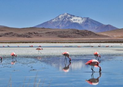 Flamands roses Sud Lipez - Circuit combiné Pérou Bolivie logistique experte Terres Péruviennes