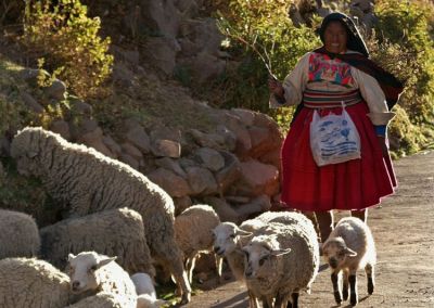 Amantani - Moutons - Lac Titicaca patrimoine culturel vivant