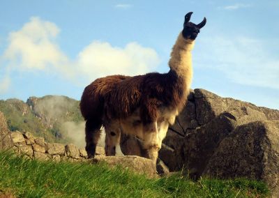 Lama - Machu Picchu merveille monde