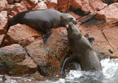 Lions de mer Île Ballestas - Côte Pacifique Pérou