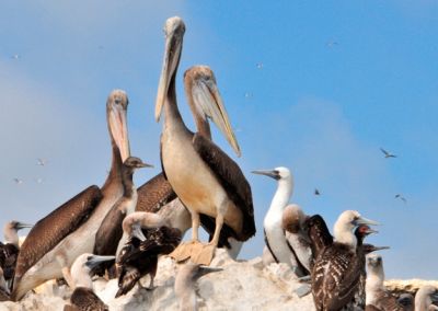 Pelicans - Îles Ballestas - Paracas - Côte Pacifique Pérou