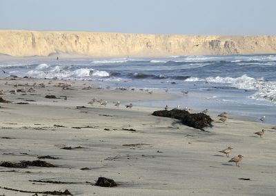 Plage Réserve Nationale Paracas - Côte Pacifique Pérou